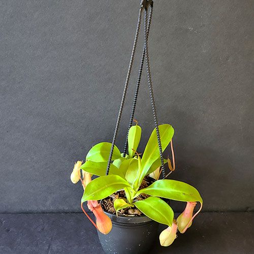 12 Hanging Basket Nepenthes in 4-inch hanging pots