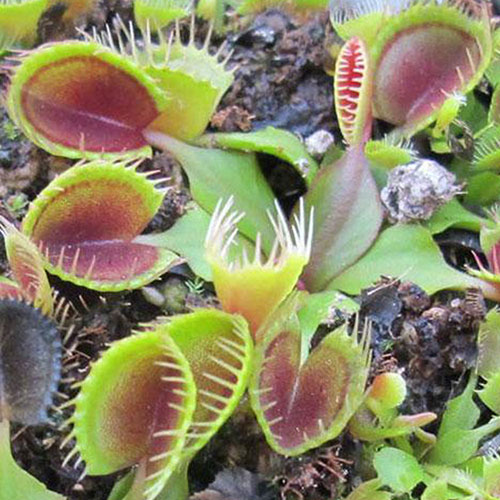 Cup Venus flytrap
