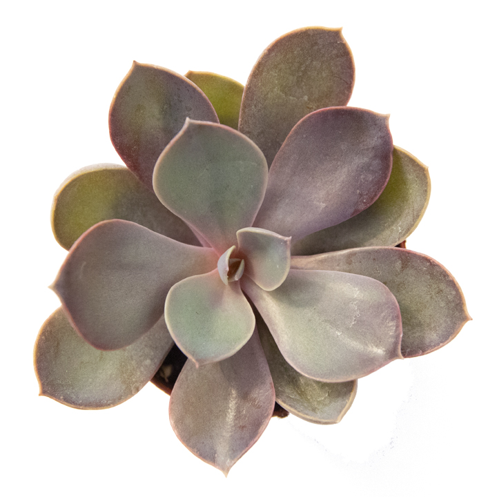 Echeveria 'purple pearl'