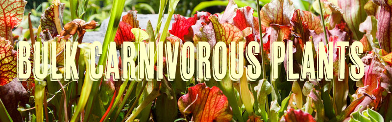 Garden shops and florists will love our selection of bulk plants including Venus flytraps, Sarracenia Pitcher plants, Sundews, Nepenthes, and more.