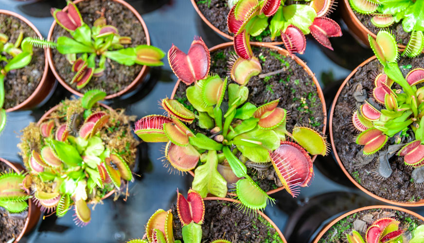 Bulk quantity Venus flytraps for garden centers and nusuries