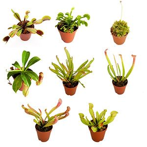 45 Potted Carnivorous Mix