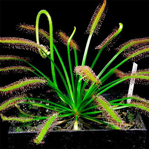 45 Pack of 2-inch Drosera Capensis pack