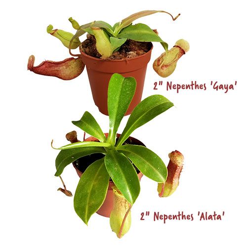2-inch Tropical Nepenthes Mix