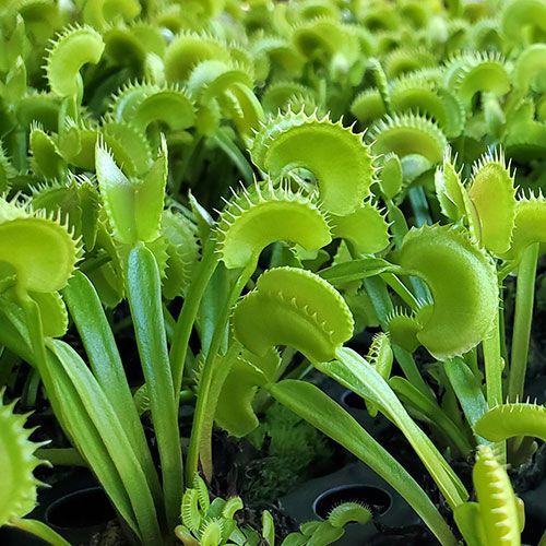 45 Potted Dente Venus flytraps