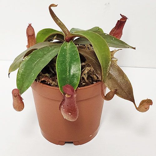 45 Pack of 2-inch Nepenthes Lady Luck