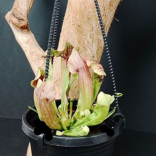 15 or 30 Pack of 4-inch Sarracenia Hanging Basket
