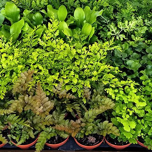 45 Pack of 2-inch Potted Fern Mix