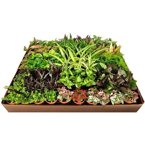 45 Pack of 2-inch Foliage Mix