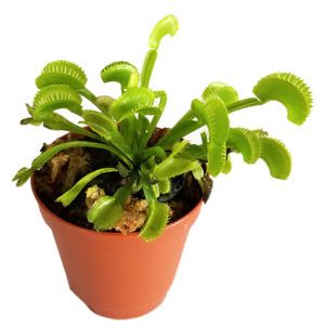 45 Potted Venus flytraps - Green