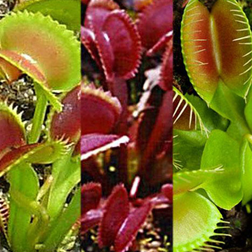 3 Variety Bare Root Venus Flytraps