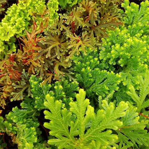 45 Pack of 2-inch Potted Moss Mix