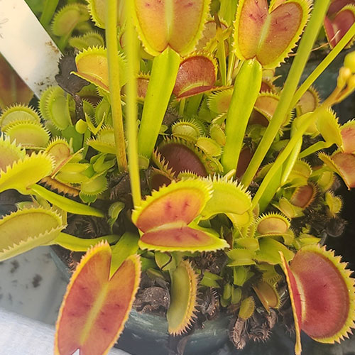 Brutal Shark Venus flytrap
