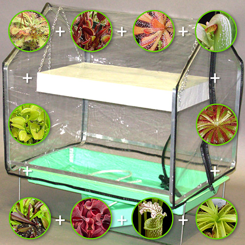 Option D (Mini-Greenhouse + Light + 10 bare-root plants)
