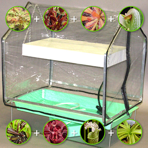 Option C (Mini-Greenhouse + Light + 8 Bare-Root Plants)