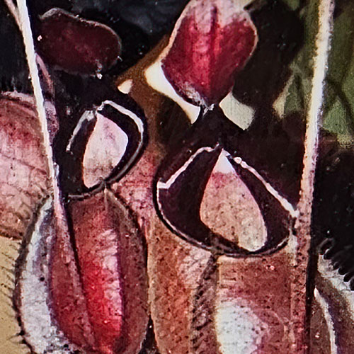 Nepenthes Globosa Complex Hybrids