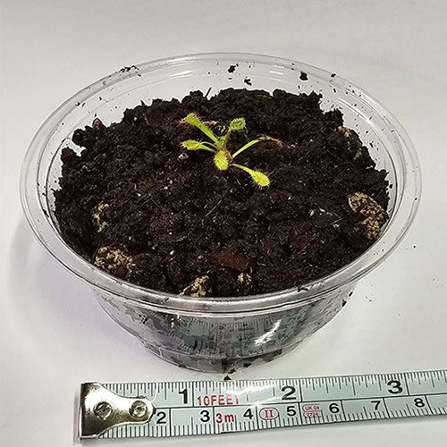 Parfait to Grow with Sundew, Soil & Container