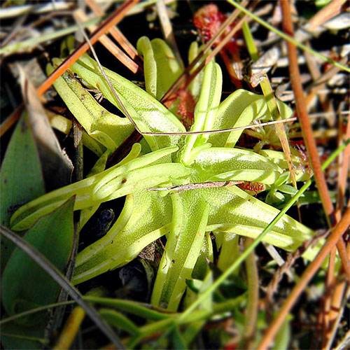 Pinguicula caerulea Butterwort