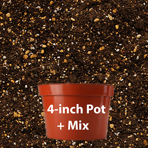 4" Plastic Pot with Planting Medium