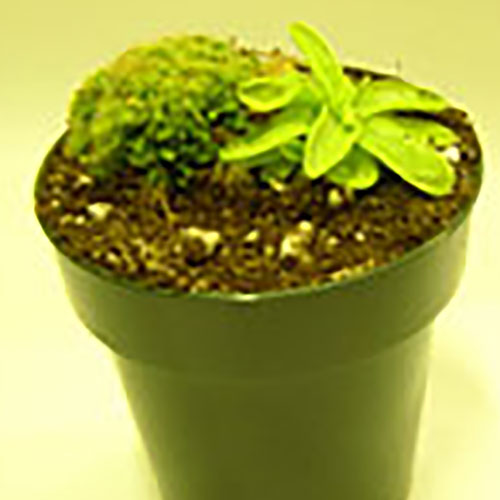 "Sticky Domed Pot"  D. Spathulata & Butterwort