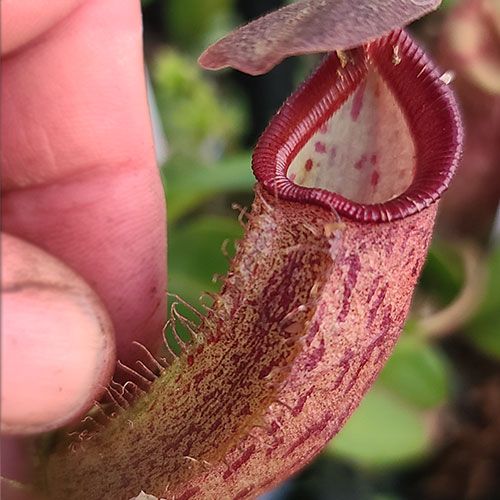 Talangensis x robcantleyi Nepenthes
