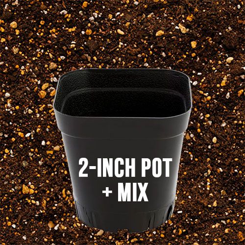 2" Plastic Pot with Planting Medium