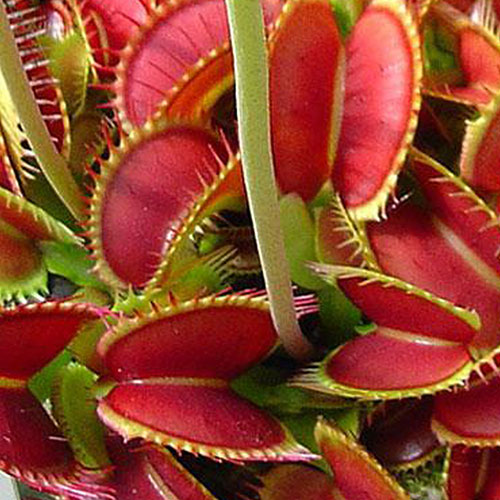 Big Mouth Venus flytrap