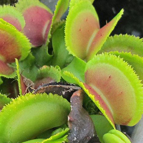 Bristel Tooth Venus flytrap in a 2" pot