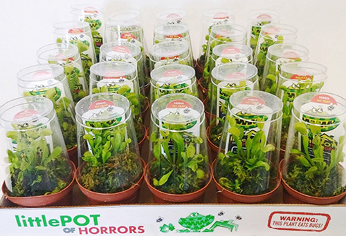 200 Potted Venus flytraps - Reseller Pack