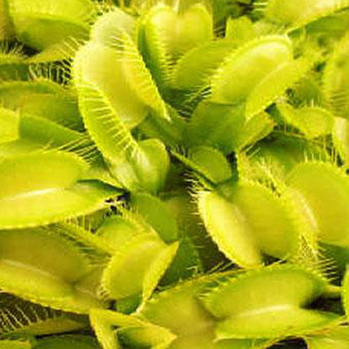 Burbanks Best Venus flytrap in a 2" pot
