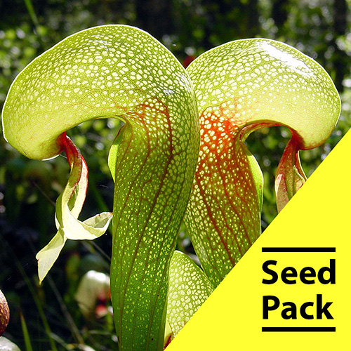 Cobra Lily Seeds - 50 Pack