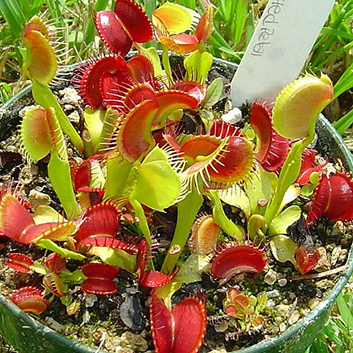 Crested Petioles Venus flytrap in a 3-inch pot