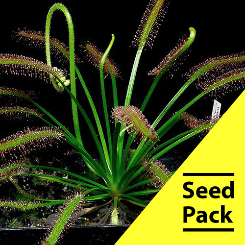 Drosera Capensis Seeds-35 Pack