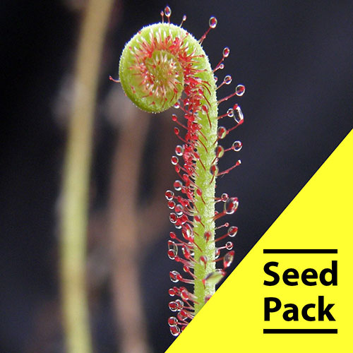 Drosera Filiformis Seeds -35 Pack
