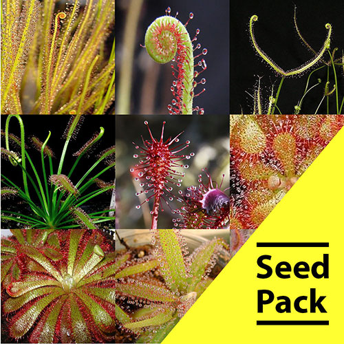 Mixed Drosera Seeds - 50 Pack