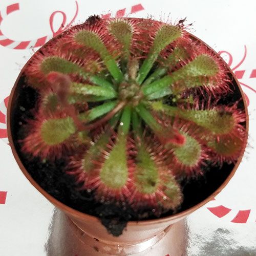 45 Pack of 2-inch Drosera Oblanceolata pack