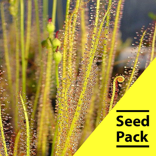 Drosera Tracyii Seeds- 35 Pack