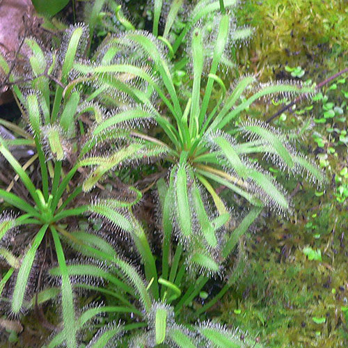 Green Drosera Capensis
