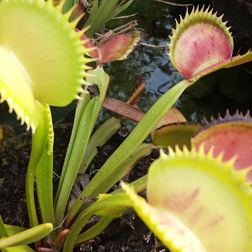 Jaws Venus flytrap in a 3 inch pot