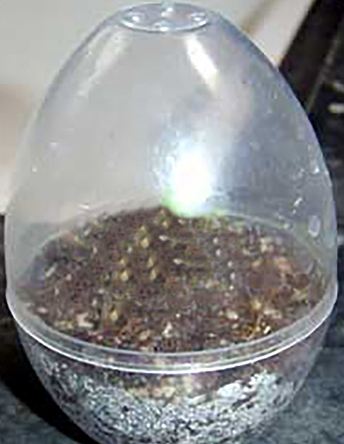 Plastic Mini-Egg (No Venus flytrap included)