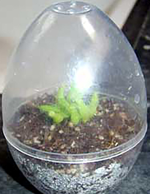 Mini-Egg Venus Flytrap Terrarium - 12 Eggs