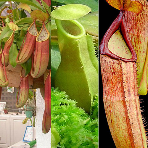 Nepenthes Potted 3 Pack