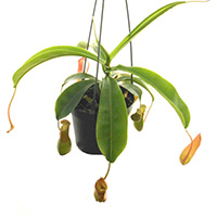 15 Nepenthes in 4" hanging pots