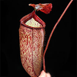 Nepenthes Peltata x sp