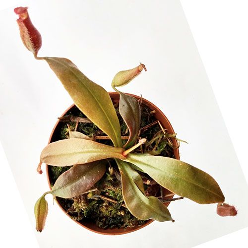 2-inch Nepenthes ventricosa X ampullaria pack