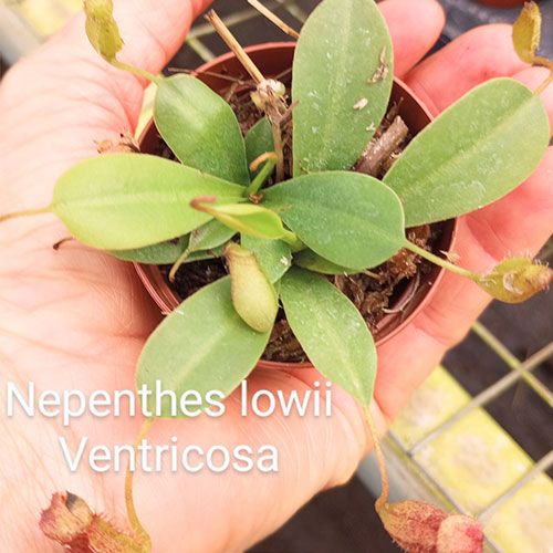 45 Pack of 2-inch Nepenthes lowii Ventricosa Red