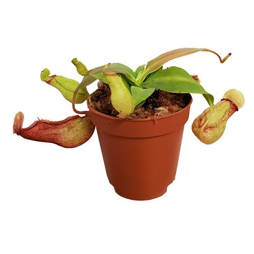 45 Pack of 2-inch Nepenthes St. Gaya