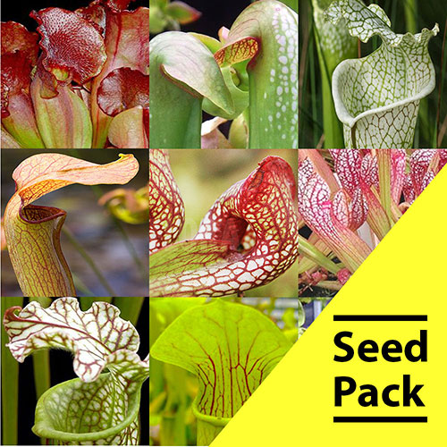 Mixed Sarracenia Seeds - 500 Pack