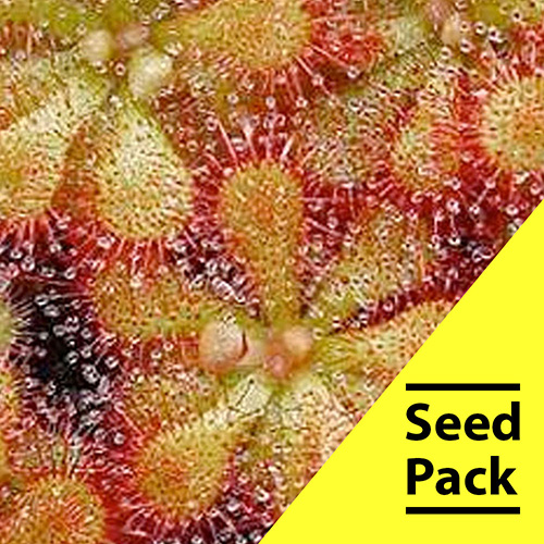 Pretty Rosette Sundew seeds- 35 pack