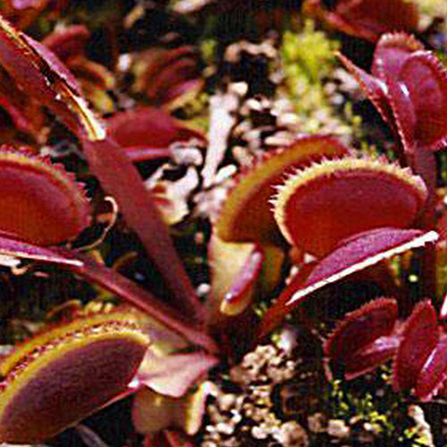 Red Piranha Venus flytraps in a 2" pot